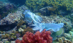 OLYMPUS DIGITAL CAMERA