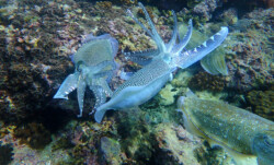 OLYMPUS DIGITAL CAMERA